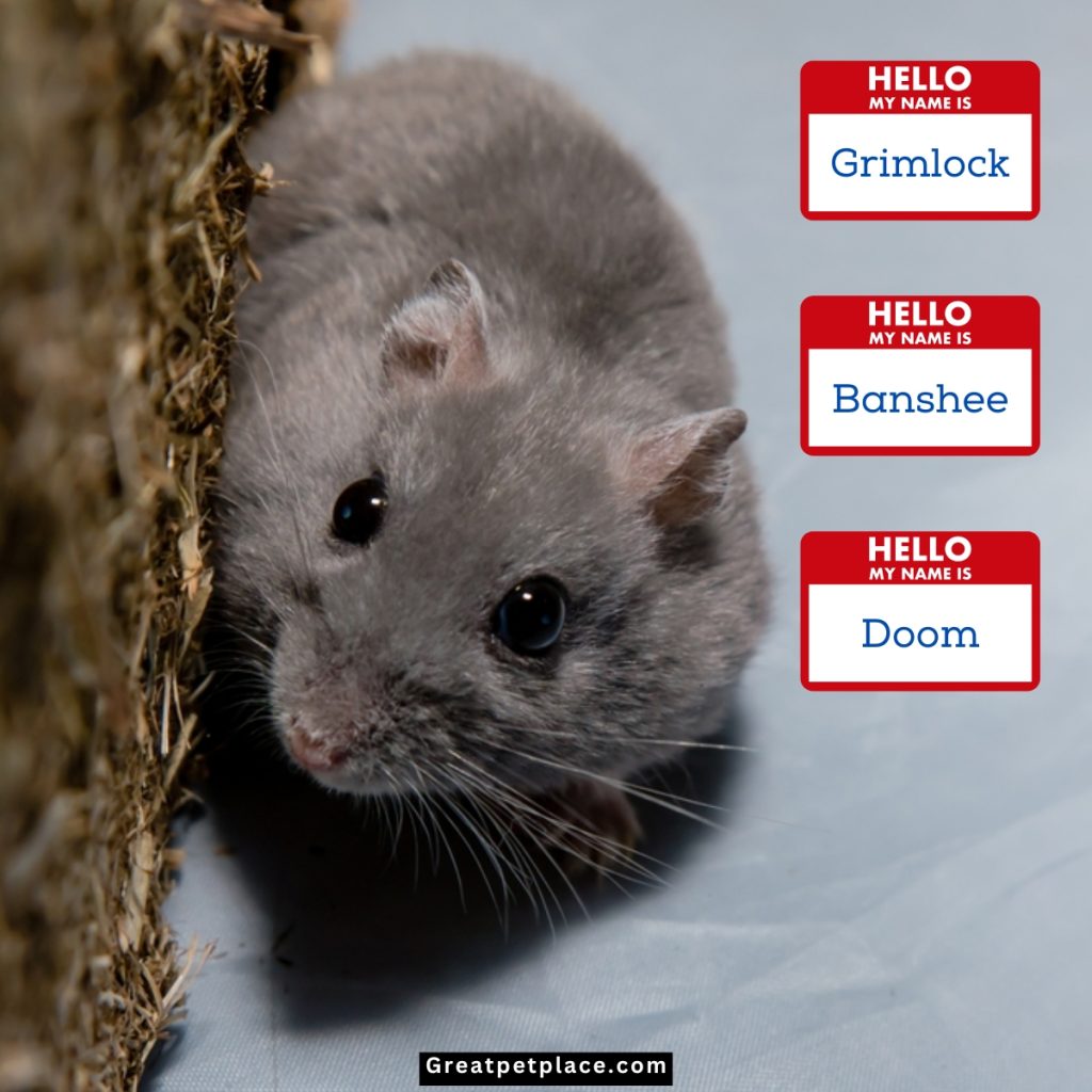 Frighteningly-Fun-Hamster-Names