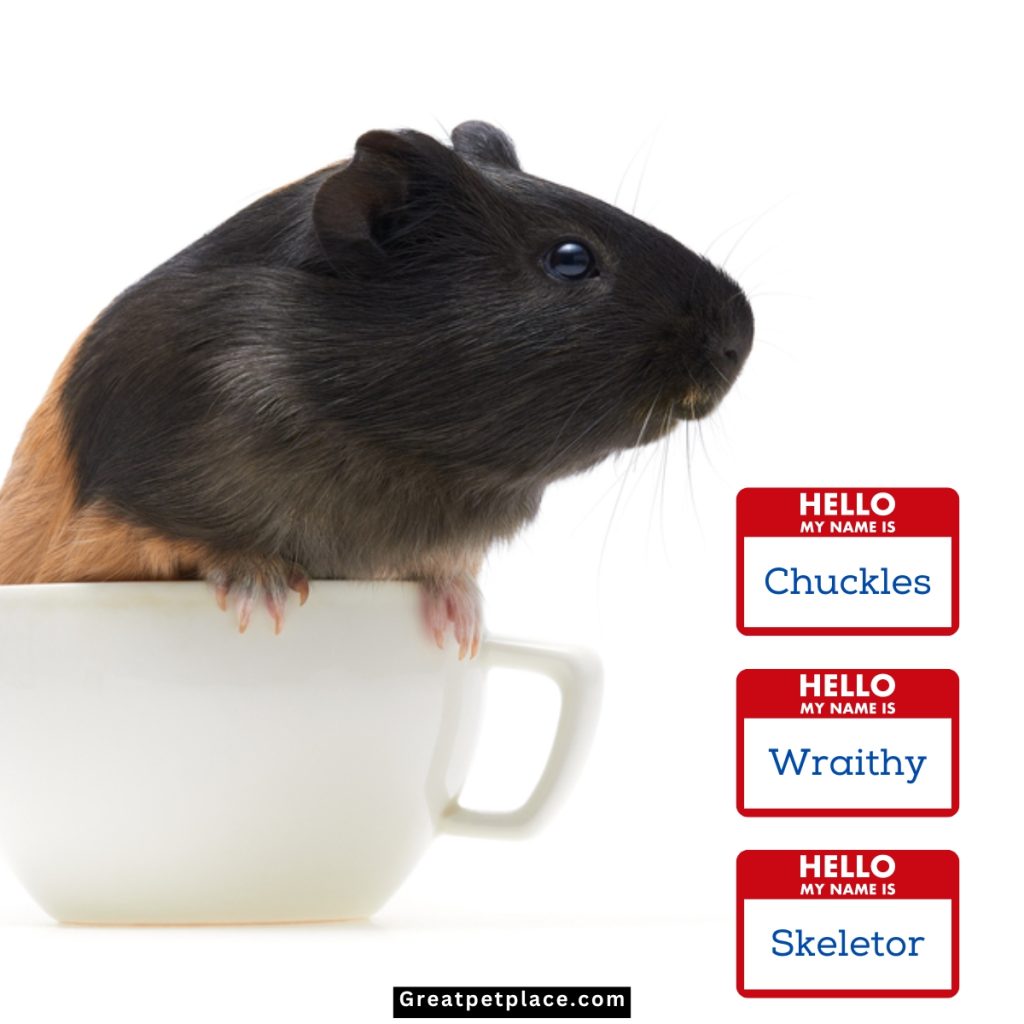 Hauntingly-Hilarious-Hamster-Names