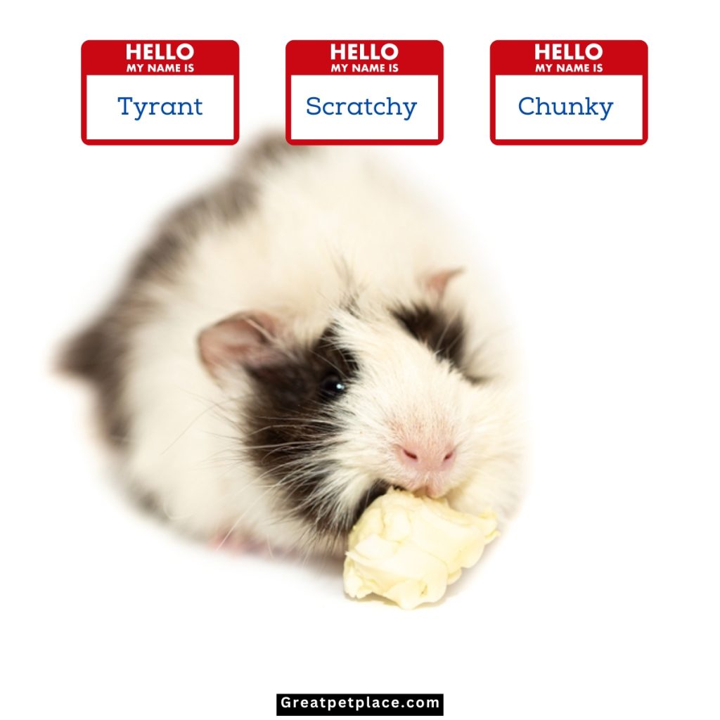 Inappropriate-Male-Hamster-Names.