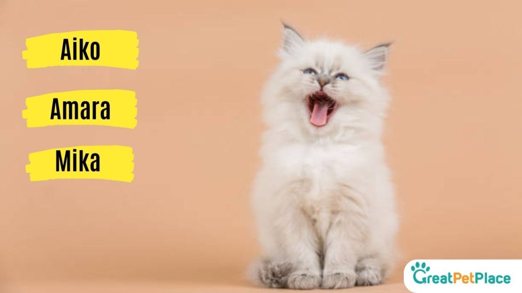 Joyful-Cat-Names-from-Around-the-World