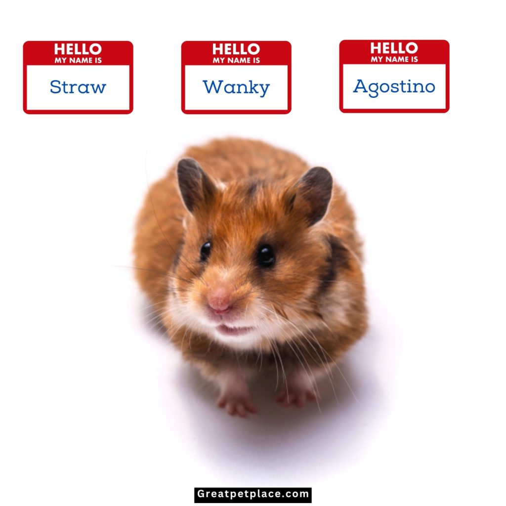 Mythical-Hamster-Names-Inspirations-from-Books