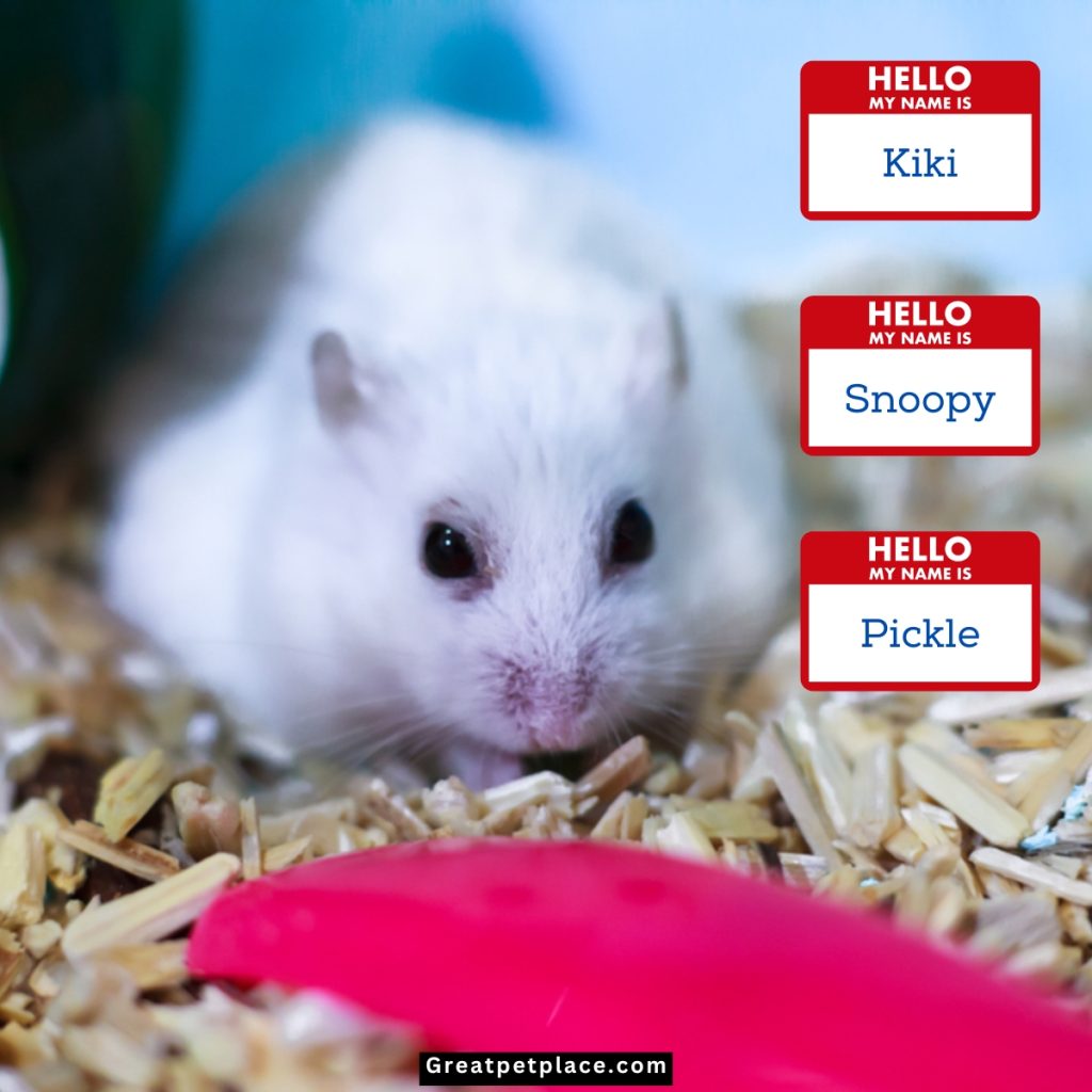 Mythical-Male-Hamster-Names.