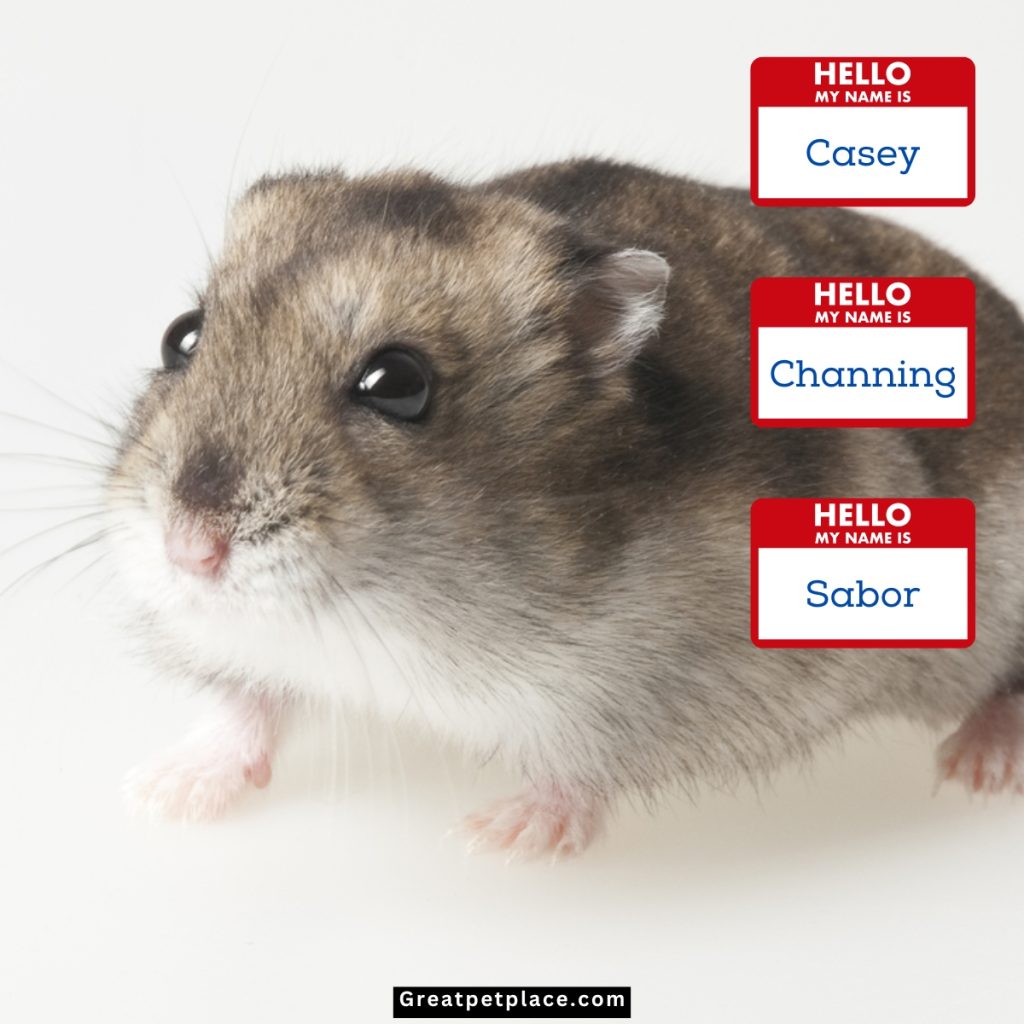 Neutral-Hamster-Names-Based-On-EU.