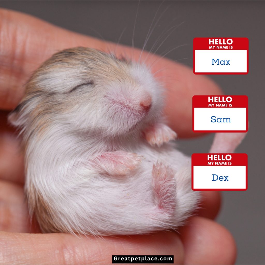 One-Syllable-Male-Hamster-Names.