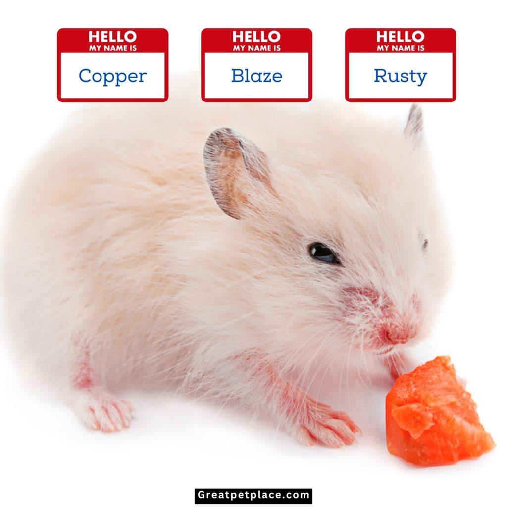 Orange-Boy-Hamster-Names