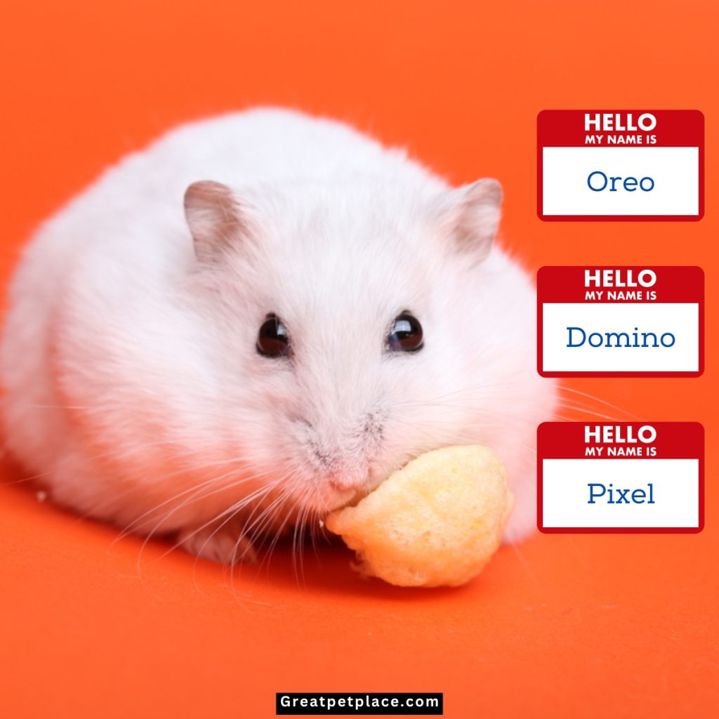 Orange-White-Hamster-Names.