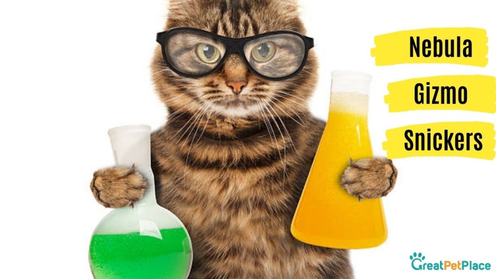 Scientific-Cat-Names-Cute