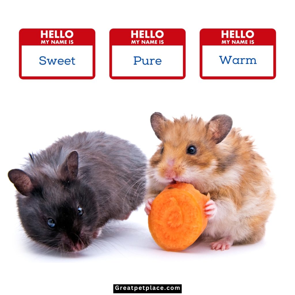 The-Charm-of-One-Syllable-Hamster-Names.