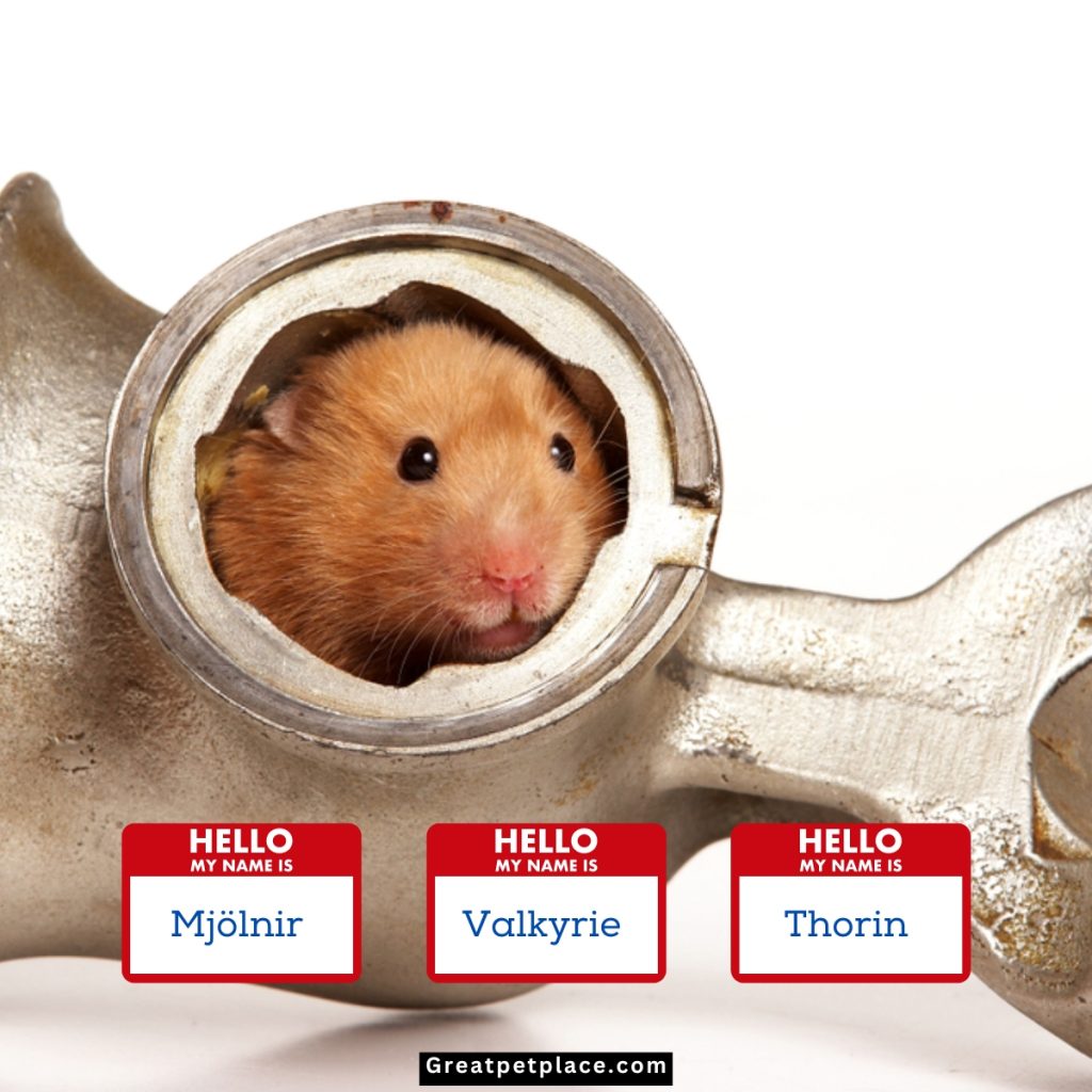Thor-The-Mighty-Hamster-Names.