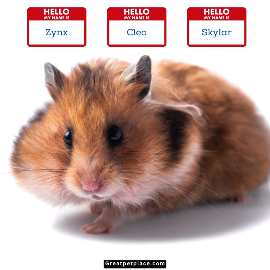 Uniqueness-One-Syllable-Hamster-Names.