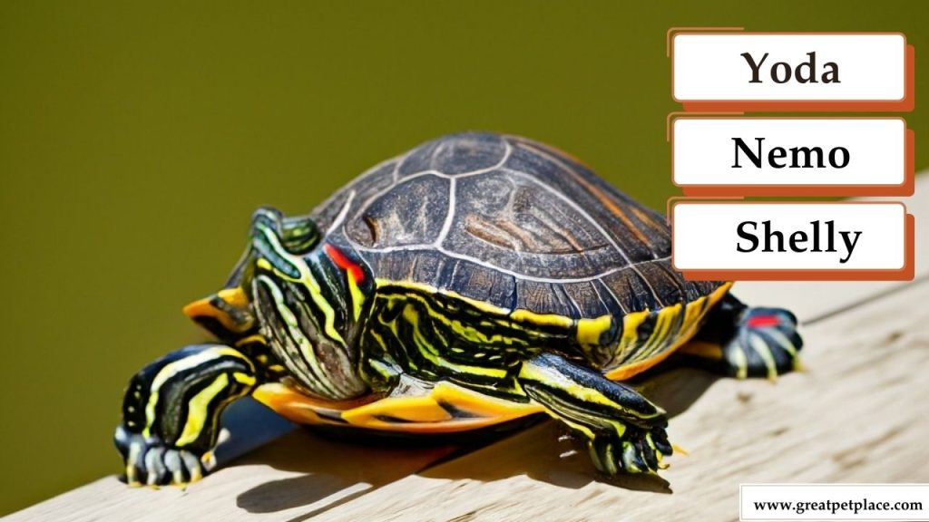 Common Pet Turtle Names