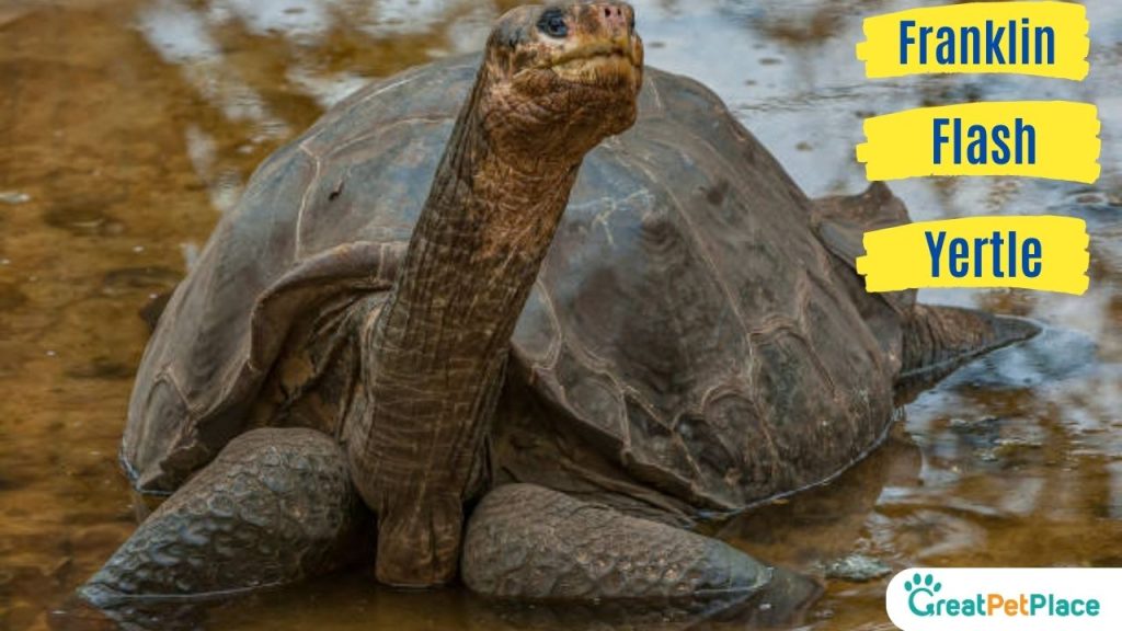 Famous-Turtle-Names-Male