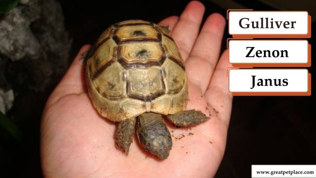 Unique Pet Turtle Names