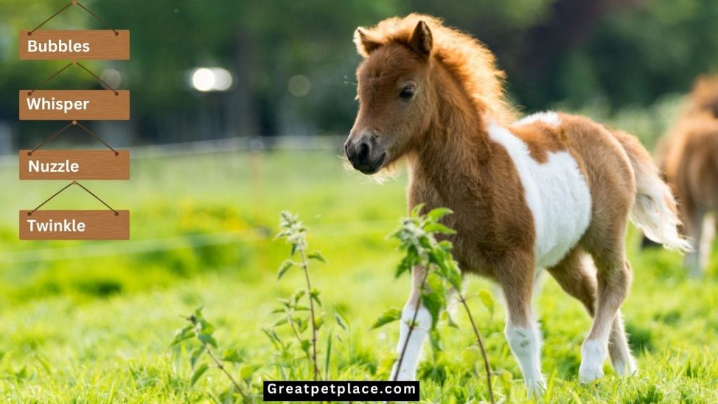 Cute-Baby-Horse-Names.