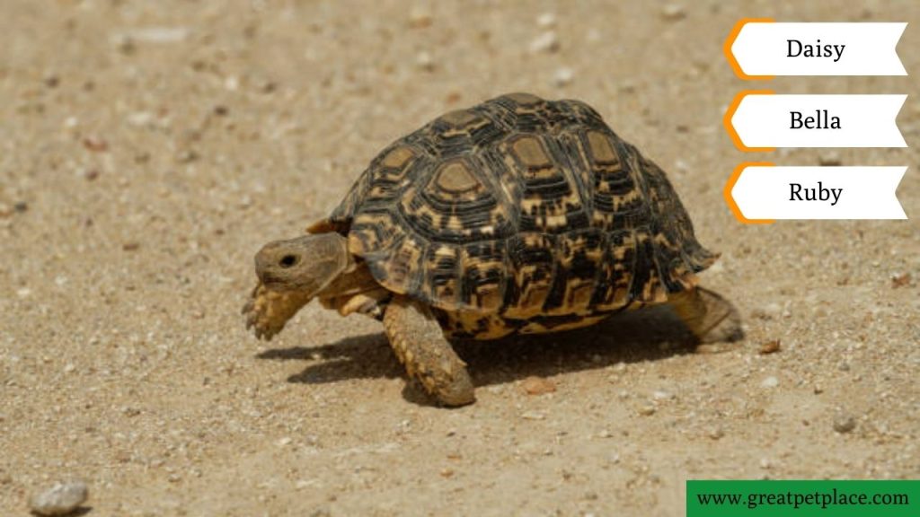 Desert Turtle Names Female