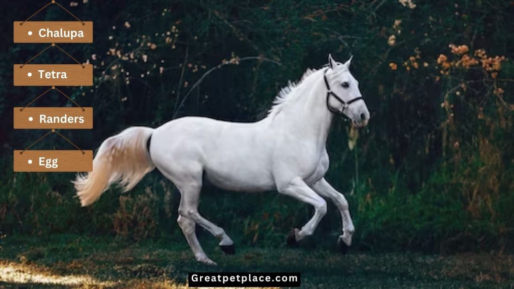 Elegant-White-Horse-Names.
