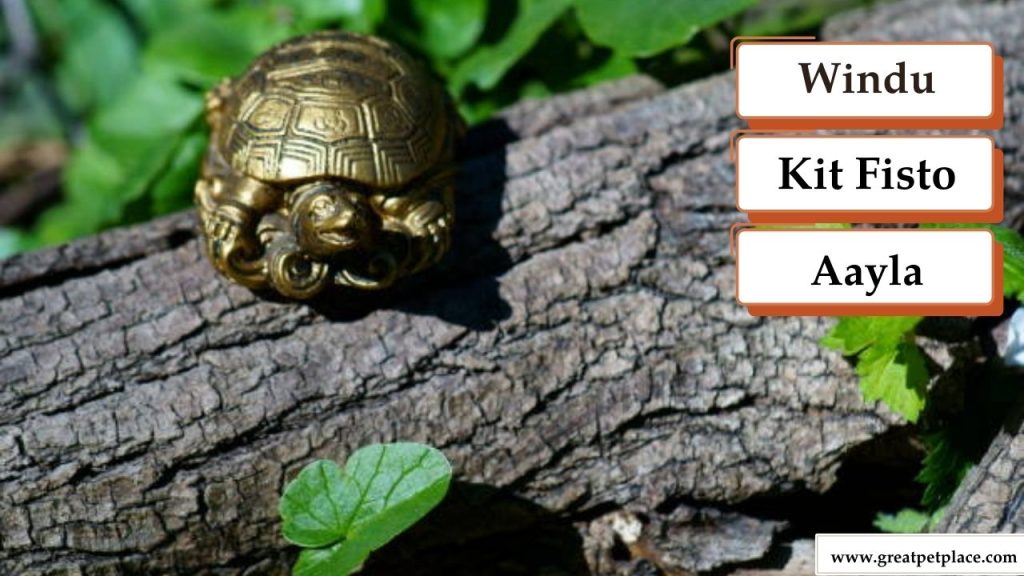 Jedi-Inspired Star Wars Turtle Names