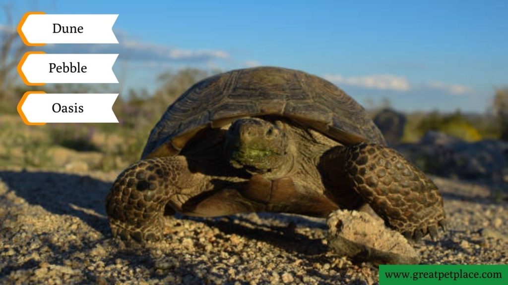 Nature-Inspired Desert Turtle Names