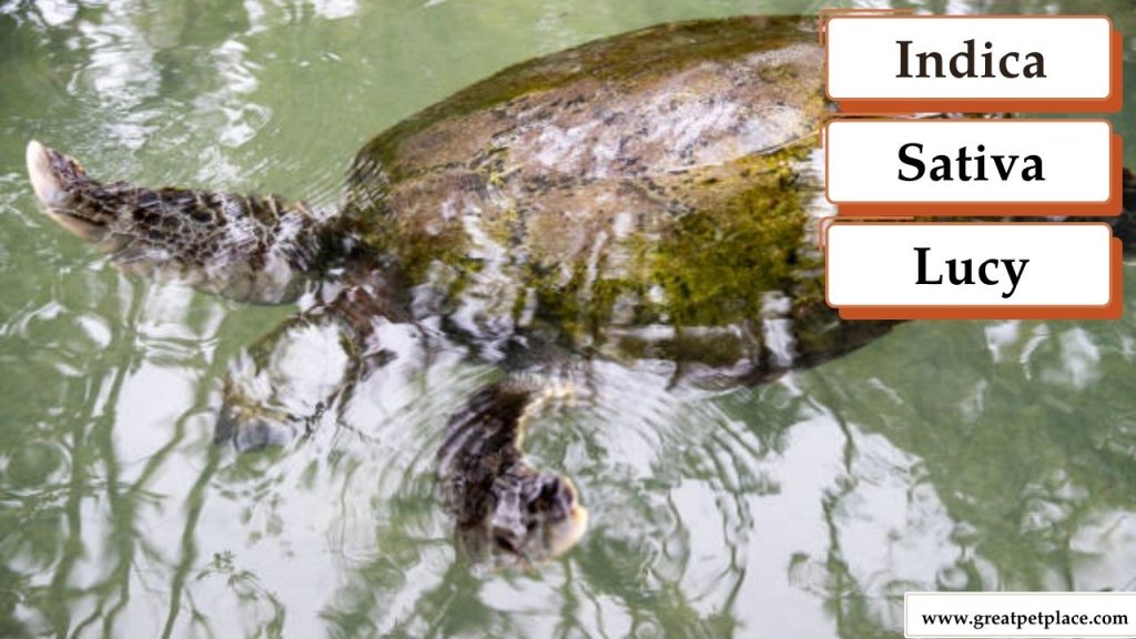 Stoner Turtle Names Female