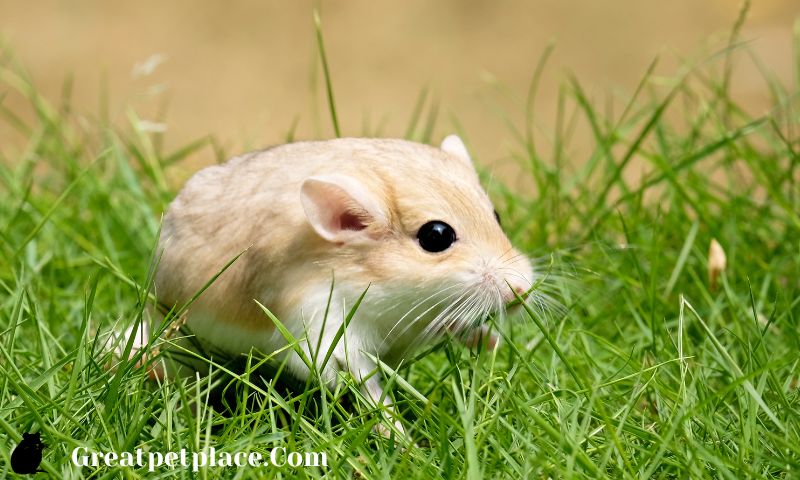 Characteristic-based Hamster Names