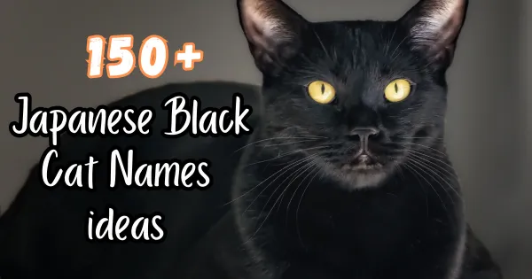  Japanese Black Cat Names ideas