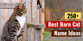 Barn Cat Names