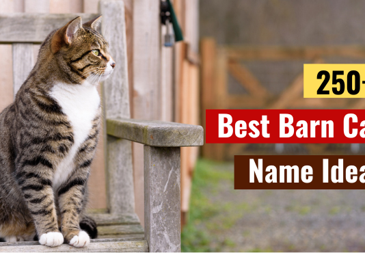 Barn Cat Names