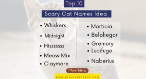 280+ Scary Cat Names that Will Scare Anyone