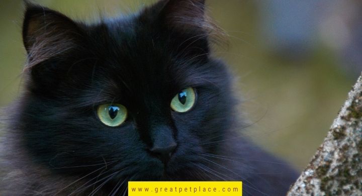 Scary Black Cat Names