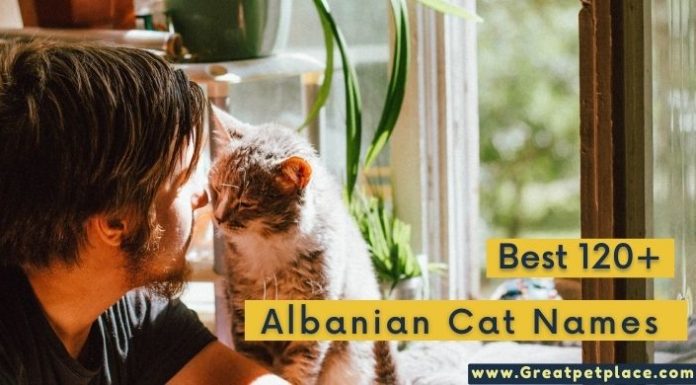 Albanian Cat Names