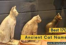 Ancient Cat Names