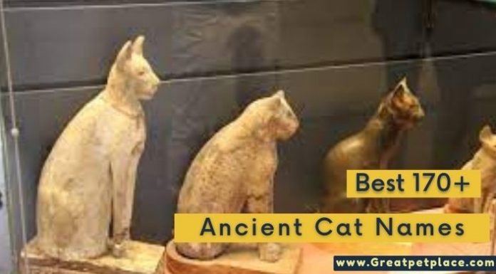Ancient Cat Names