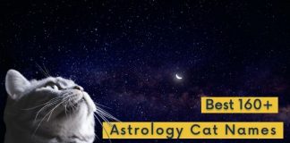 Top 160+ Cat Names Inspired by Astrology and Astronomy