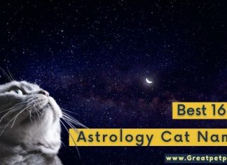 Top 160+ Cat Names Inspired by Astrology and Astronomy