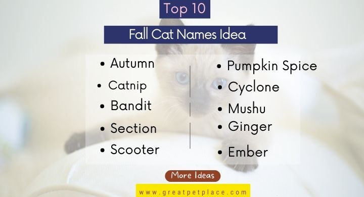 Best Fall Cat Names