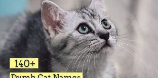Dumb Cat Names