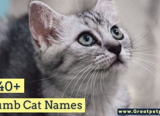 Dumb Cat Names