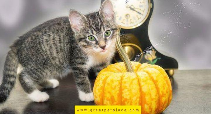 Fall Cat Names Inspired By Halloween