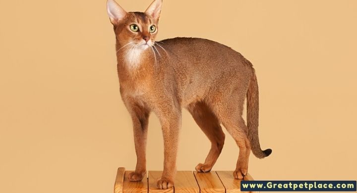 Abyssinian Cat Names Female