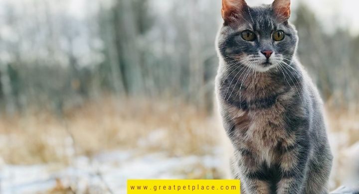 Festive Cat Names Inspired by Winter Holidays