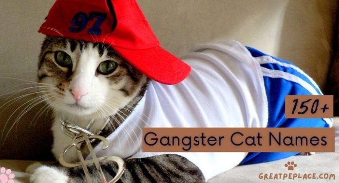 Gangster Cat Names