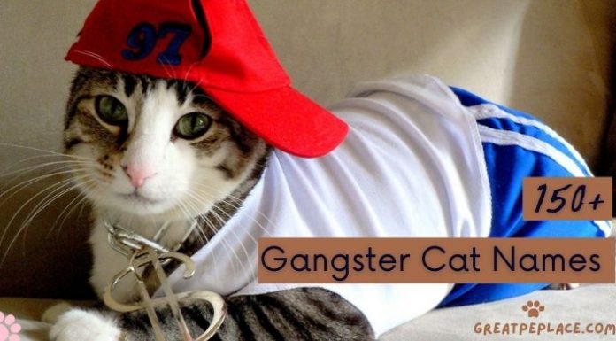 Gangster Cat Names