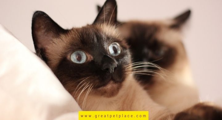 Good Names for Siamese Cats