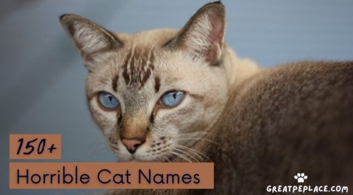 Horrible Cat Names