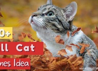 Fall-Inspired Cat Names
