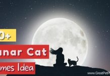 Lunar Cat Names