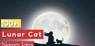 Lunar Cat Names