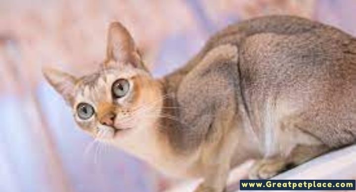 Abyssinian Male Cat Names