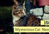 Mysterious Cat Names