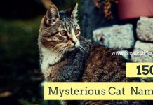 Mysterious Cat Names